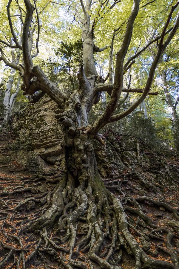Отель Hostatgeria Sant Jaume Corachar Экстерьер фото